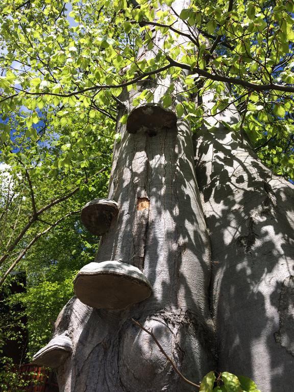 Bukowy Zdroj Villa Krynica Zdroj Dış mekan fotoğraf